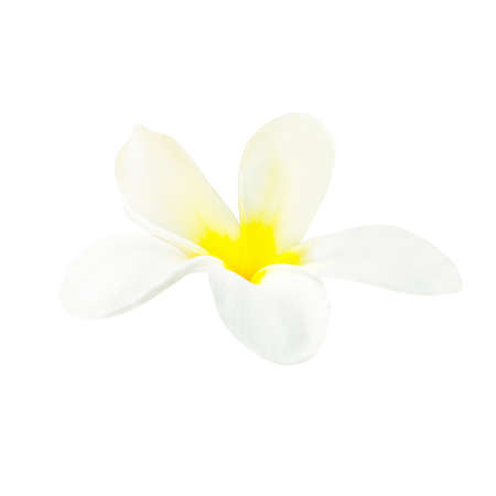 White flower plumeria isolated on white backgroundの写真素材