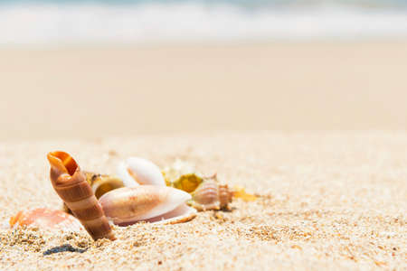Sea shells on sand beach and blue water as summer holiday backgroundの写真素材