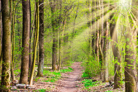 Green spring forest with first spring leaves, sun light and path through green treesの写真素材