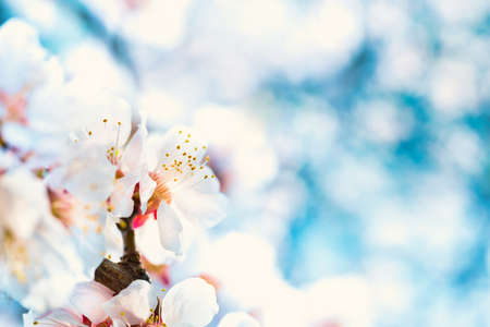 White flowers on spring plum tree with soft blue bokeh backgroundの写真素材