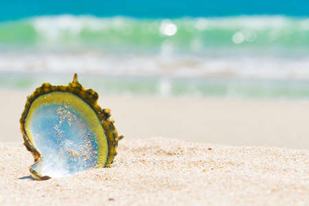 Sea shell on sand beach and blue water as summer holiday backgroundの写真素材