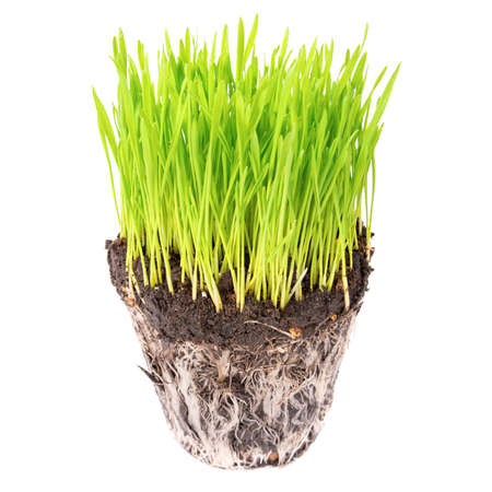 Green grass and soil from a pot with plant roots isolated on white backgroundの写真素材