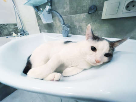 Funny white domestic cat in bathtub sink
