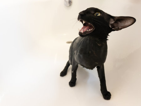 Wet black oriental cat screaming taking shower in bathの写真素材