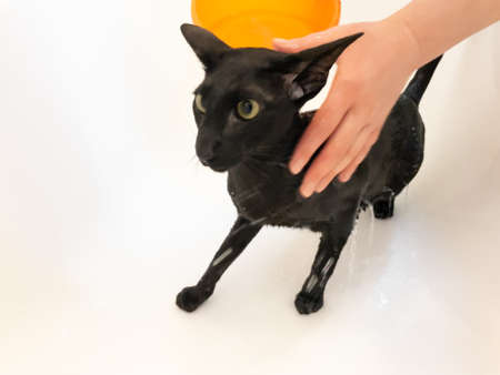 Wet black oriental cat screaming taking shower in bathの写真素材