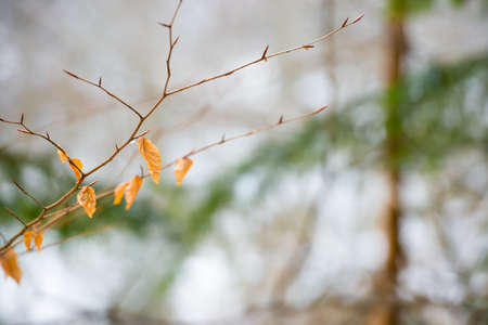 Branch with dry red leaves over soft background. Spring conceptの写真素材