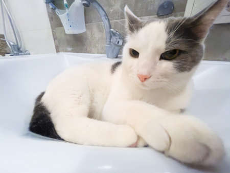 Funny white domestic cat in bathtub sinkの写真素材
