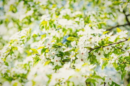 White flowers on a blossom cherry tree with soft background of green spring leaves and blue skyの写真素材