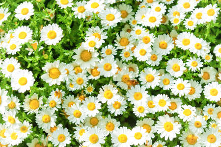 Daisy camomile flowers on field. Whte flowers backgroundの写真素材