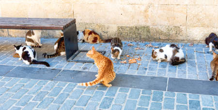 Street cats feed eat food on Istanbul street, Turkeyの写真素材