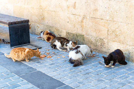 Street cats feed eat food on Istanbul street, Turkeyの写真素材