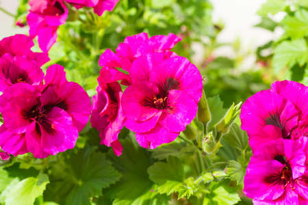 Pink blossom geranium flowers with green leavesの写真素材