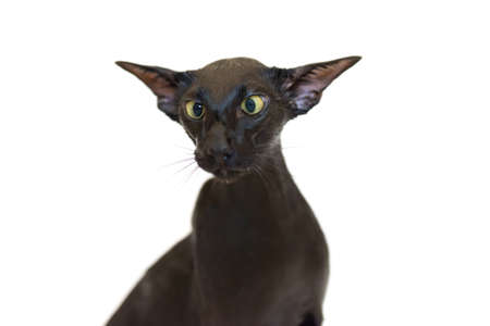 Black oriental funny cat isolated on whiteの写真素材