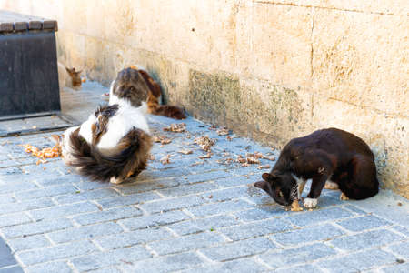 Street cats feed eat food on Istanbul street, Turkeyの写真素材