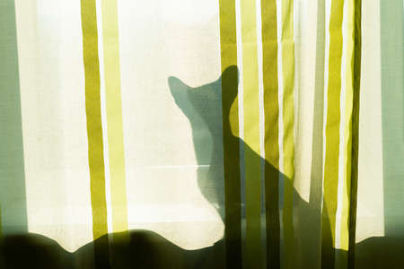 Black cat shadow on window, cat in morning roomの写真素材