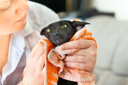 Black wet oriental cat after washing in bathの写真素材