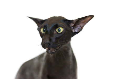 Black oriental funny cat isolated on whiteの写真素材