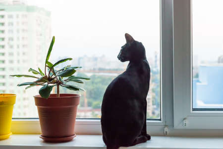 Black oriental cat on window sill looking to windowの写真素材