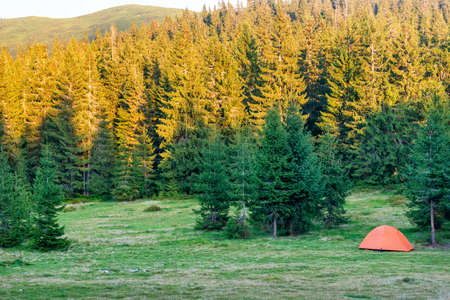 Orange tent camp in green pine forest with campingの写真素材