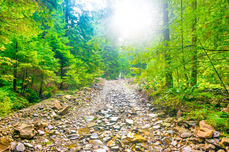 Path in green rain forest with sun and mist through green leavesの写真素材