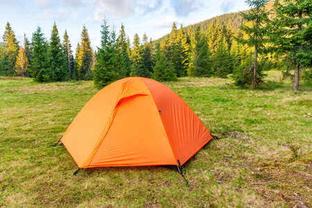 Orange tent camp in green pine forest with campingの写真素材