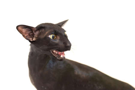 Black funny cat pet isolated on whiteの写真素材
