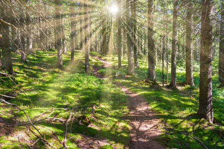Green pine forest landscape with green sun treesの写真素材