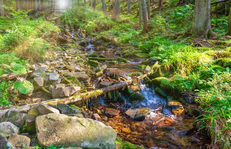 Water stream river in green forest, green forest landscapeの写真素材