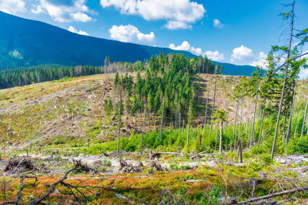 Forest deforestation, cut trees, cut forest environmentの写真素材