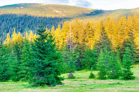Green pine forest in mountains landscape at sunsetの写真素材