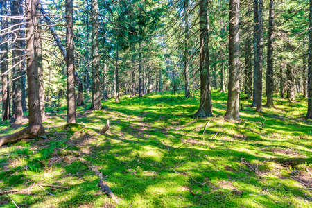 Green pine forest landscape with green sun treesの写真素材