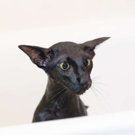 Black funny cat pet isolated on whiteの写真素材