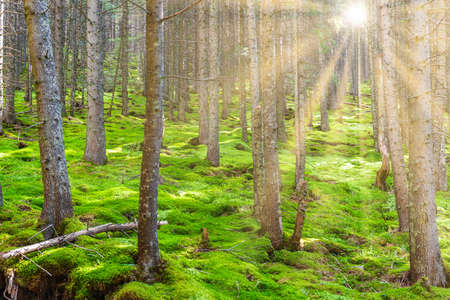 Green pine forest landscape with green sun treesの写真素材