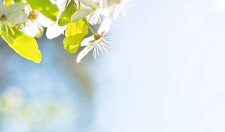 White spring flowers on blossom cherry tree