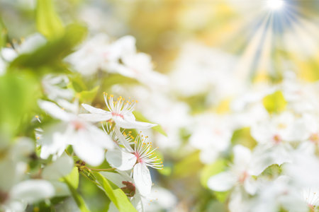 White spring flowers on blossom cherry treeの写真素材