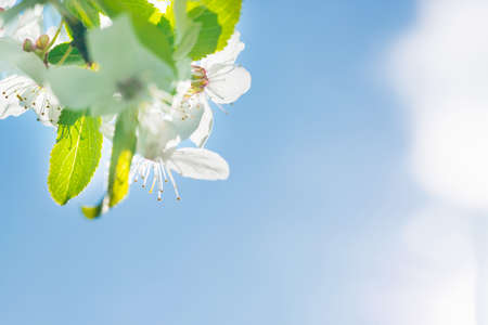 White spring flowers on blossom cherry treeの写真素材