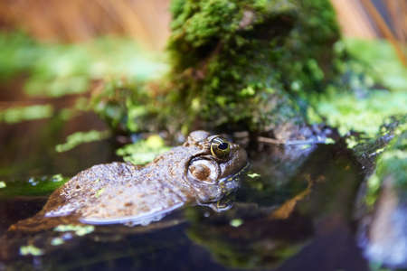 Green tree frog (Litoria caerulea) sitting in swampの写真素材
