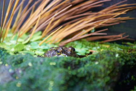 Green tree frog (Litoria caerulea) sitting in swampの写真素材