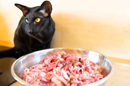 Black hungry oriental cat eating meat from bowlの写真素材