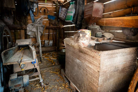 Old country farm barn interior with cat and rustic aged equipmentの写真素材