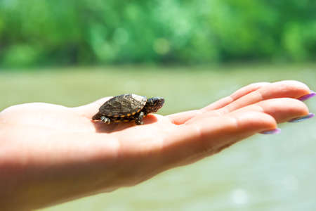 Small turtle crawling up on woman handの写真素材