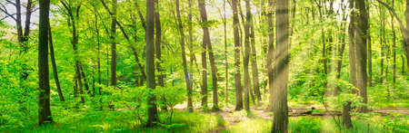 Green forest panorama with green sunny treesの写真素材