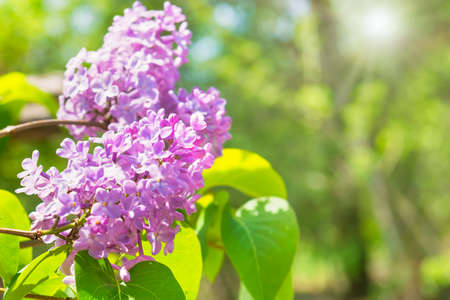 Branch lilac flowers in bush with green leavesの写真素材