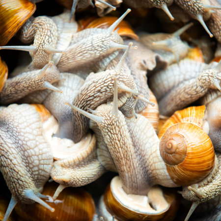 Many snails for food on snail farmの写真素材