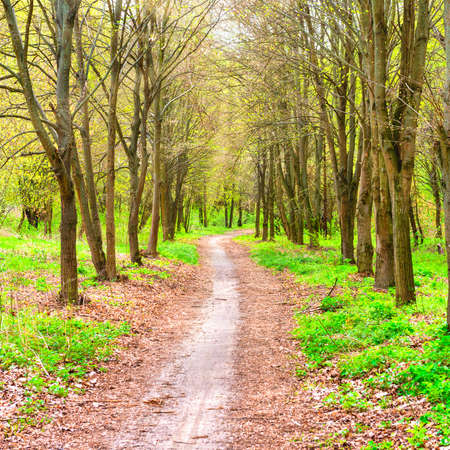Green park with green spring trees and grassの写真素材