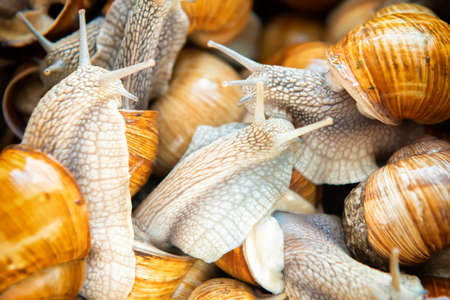 Many snails for food on snail farmの写真素材