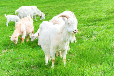 White little goat with kid on green grass fieldの写真素材
