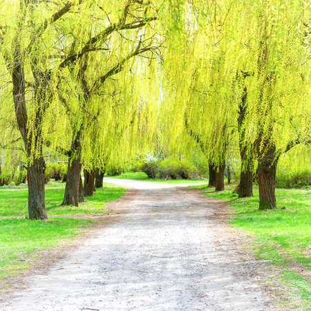 Green park with green spring willow trees and grassの写真素材