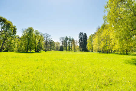 Green trees in spring park forest with green leaves, green grass and blue skyの写真素材