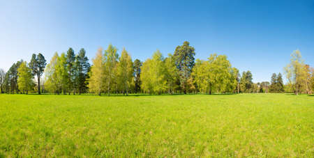 Green trees in spring park forest with green leaves, green grass and blue skyの写真素材